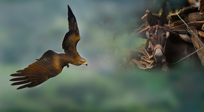 Dehesa, el bosque del lince ibérico