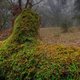 Dehesa, el bosque del lince ibérico