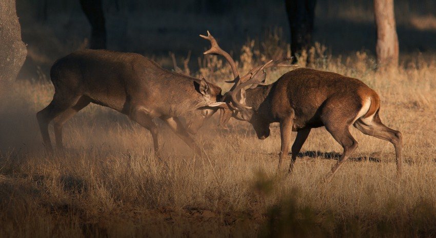 Dehesa, el bosque del lince ibérico