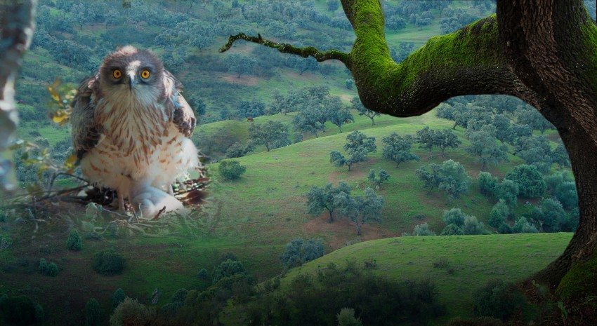 Dehesa, el bosque del lince ibérico