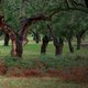Dehesa, el bosque del lince ibérico