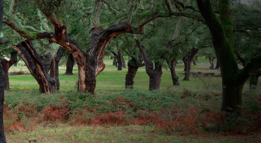 Dehesa, el bosque del lince ibérico