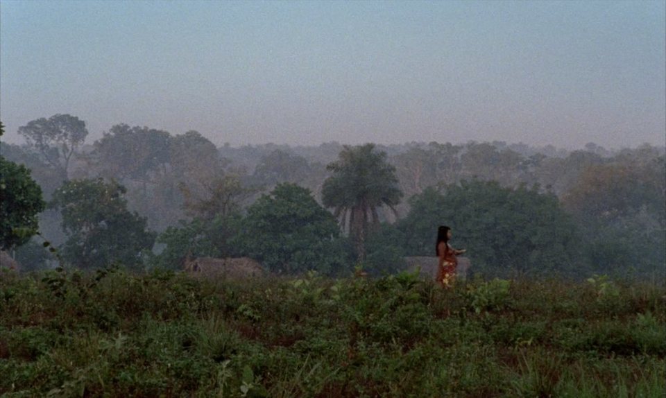 El canto de la selva