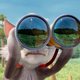 Animales en apuros