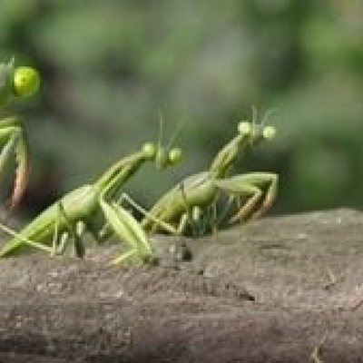 A Minuscule Adventure