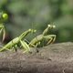 A Minuscule Adventure