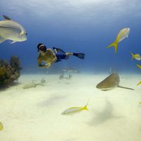 Tiburón, en las garras del hombre