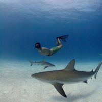 Tiburón, en las garras del hombre