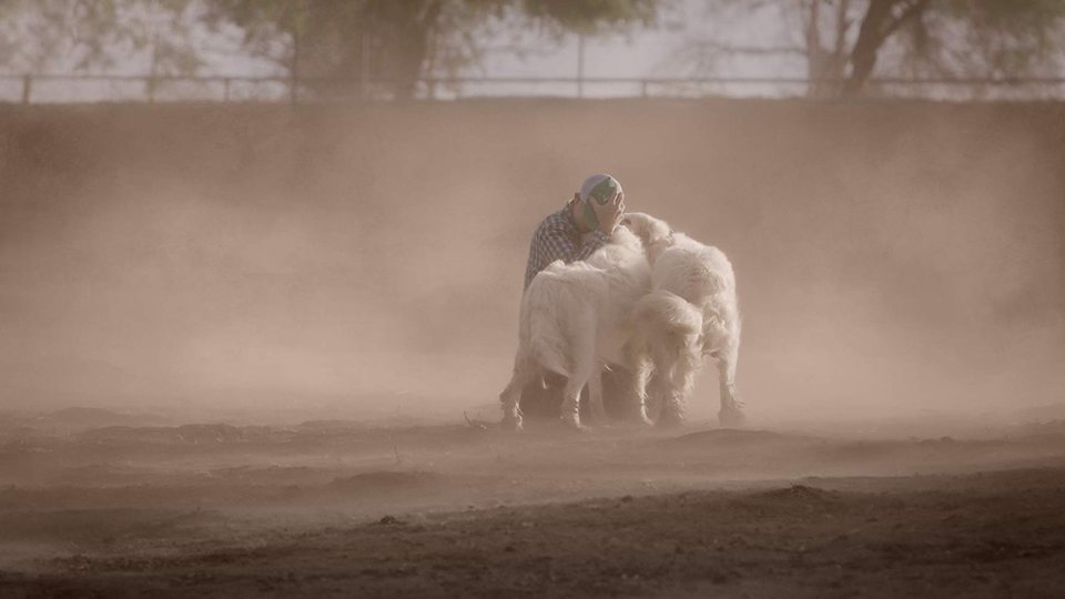 Mi gran pequeña granja