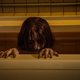 La maldición (The Grudge)