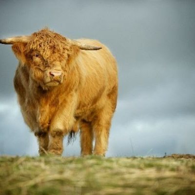 Mi gran pequeña granja