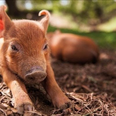 Mi gran pequeña granja