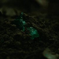 Manta Ray: Los espíritus ausentes