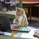 Como perros y gatos. La patrulla unida