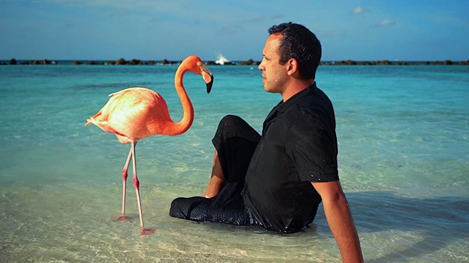 The Mystery of the Pink Flamingo