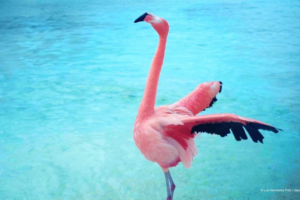 The Mystery of the Pink Flamingo