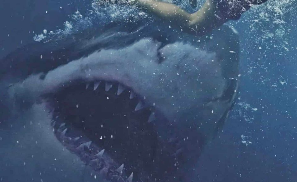 Tiburón blanco