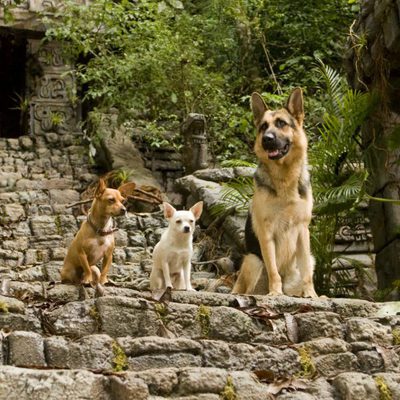 Un Chihuahua en Beverly Hills