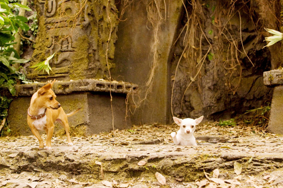 Un Chihuahua en Beverly Hills