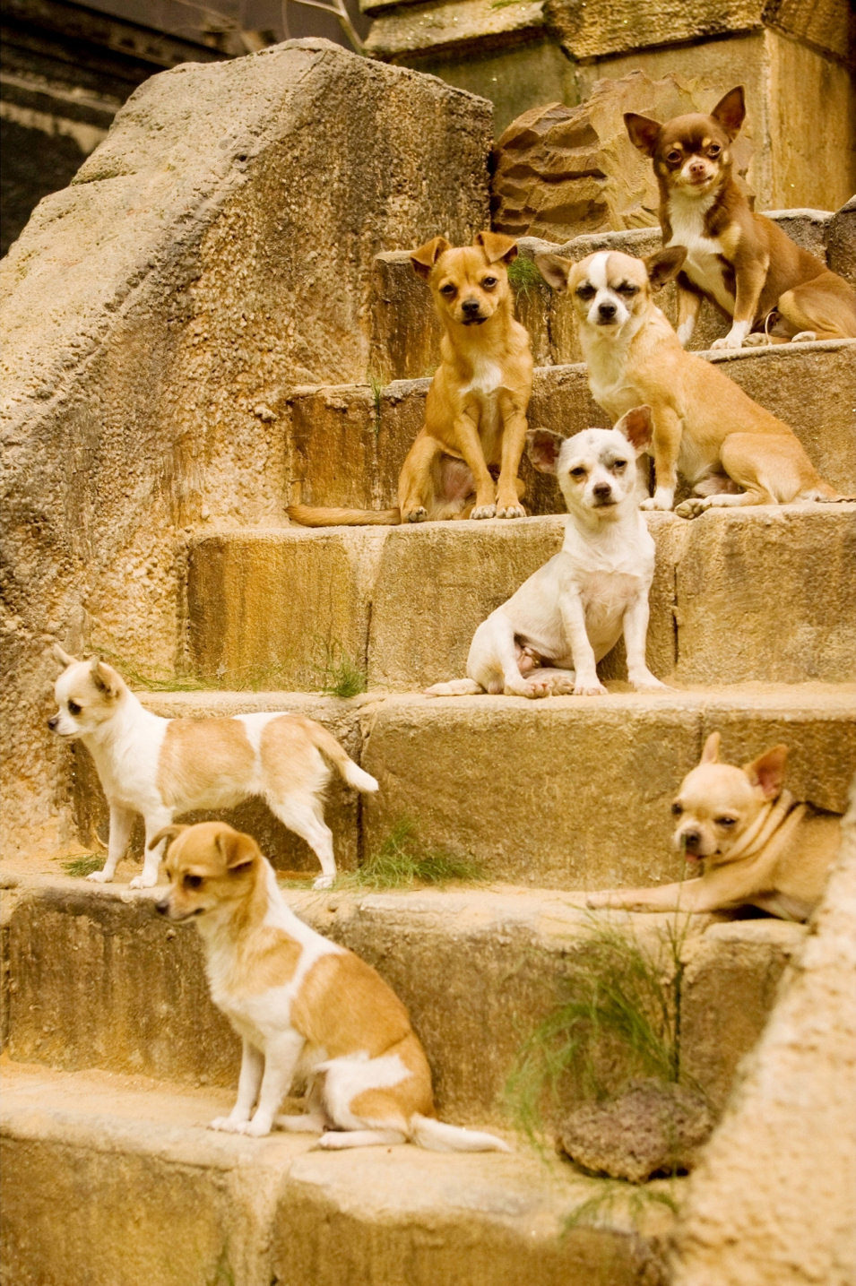 Un Chihuahua en Beverly Hills