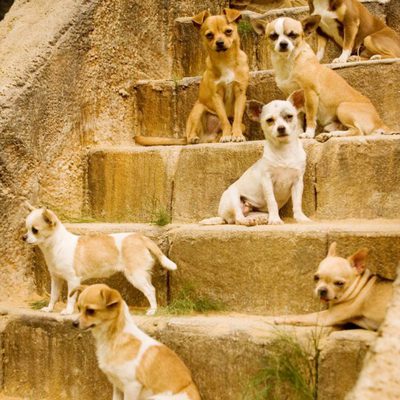 Un Chihuahua en Beverly Hills