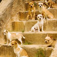 Un Chihuahua en Beverly Hills