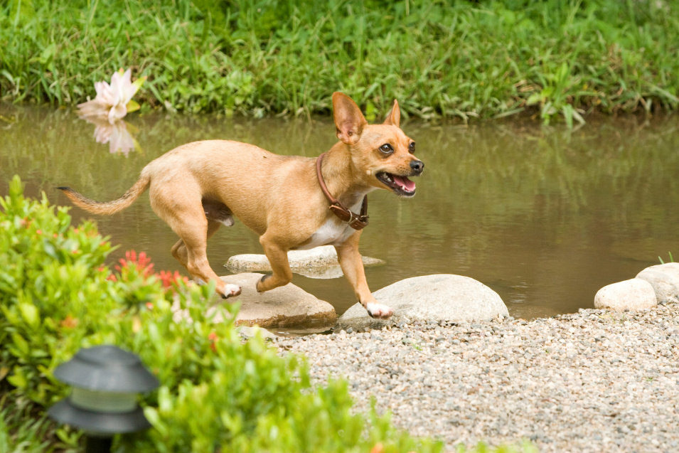Un Chihuahua en Beverly Hills