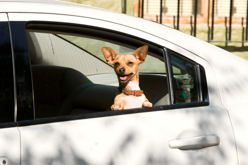 Un Chihuahua en Beverly Hills