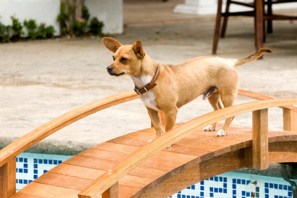 Un Chihuahua en Beverly Hills
