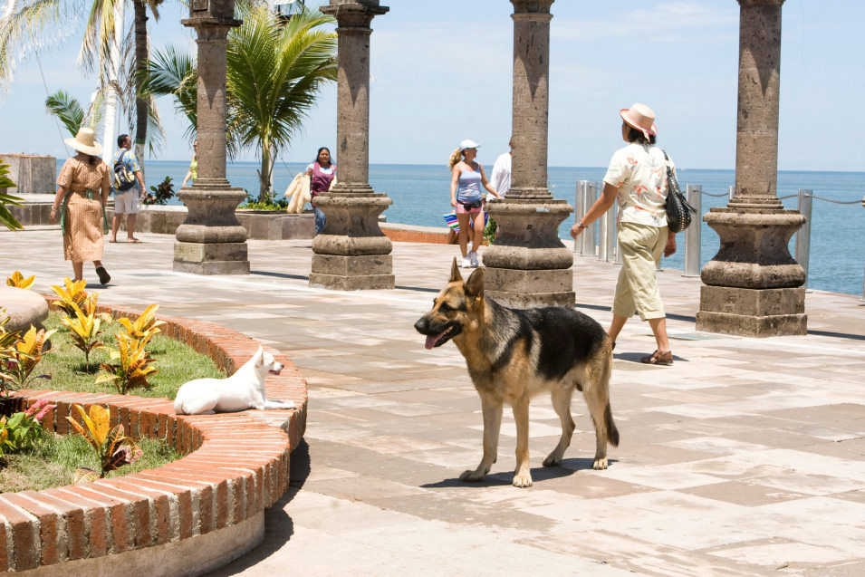 Un Chihuahua en Beverly Hills
