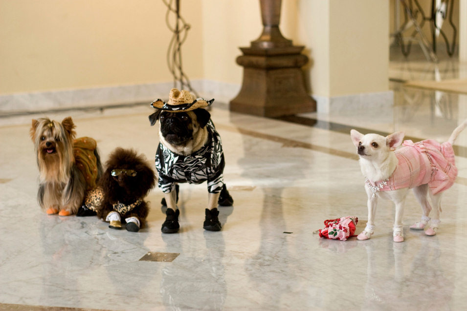 Un Chihuahua en Beverly Hills