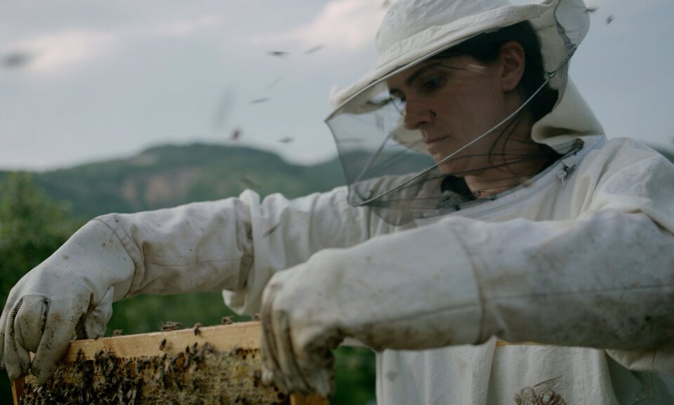 Hive (Colmena)