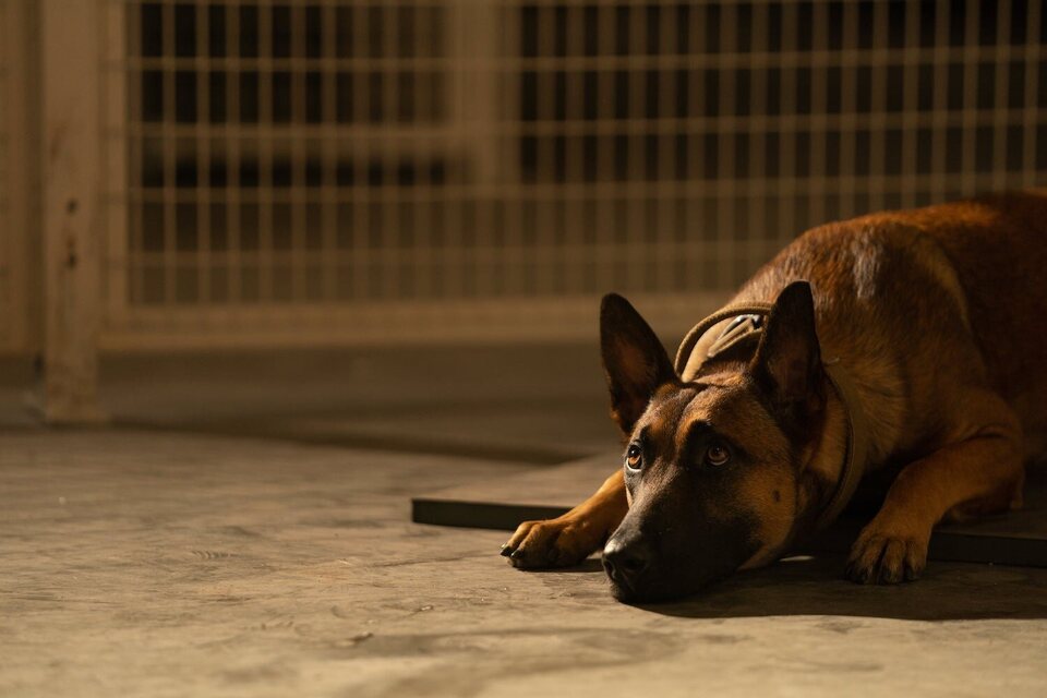 Dog. Un viaje salvaje