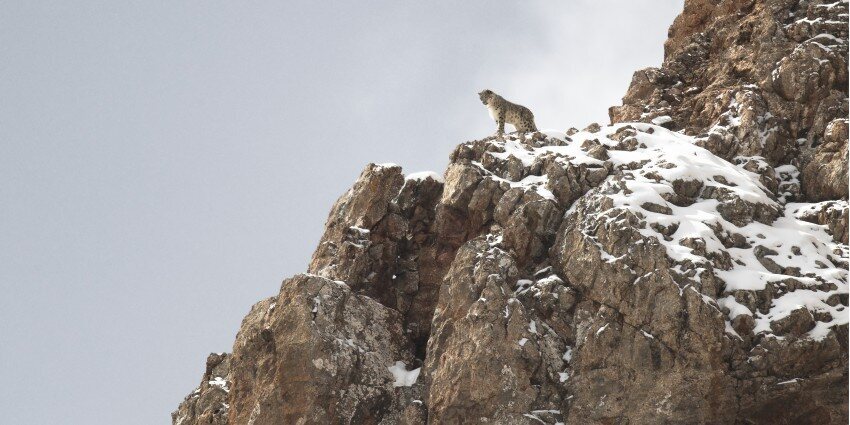 El leopardo de las nieves