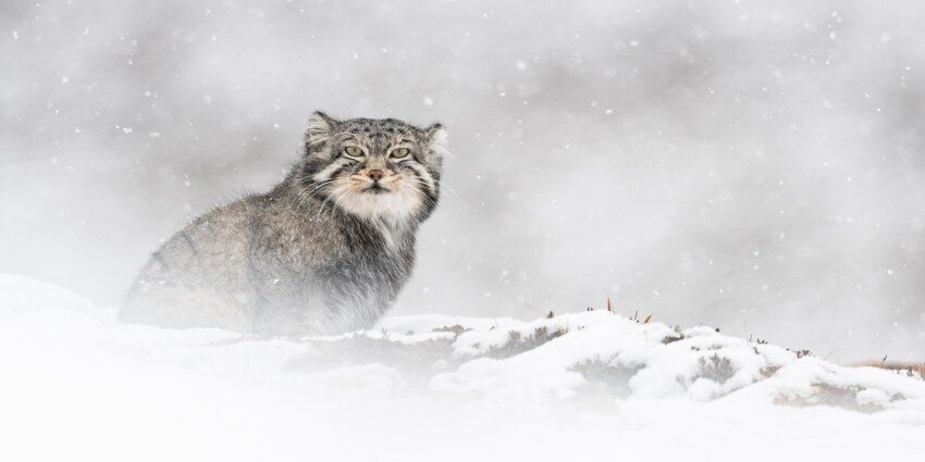 El leopardo de las nieves