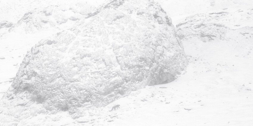 El leopardo de las nieves