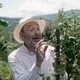 El tirabeque