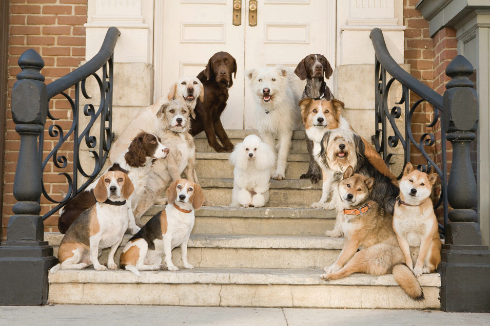 Hotel para perros