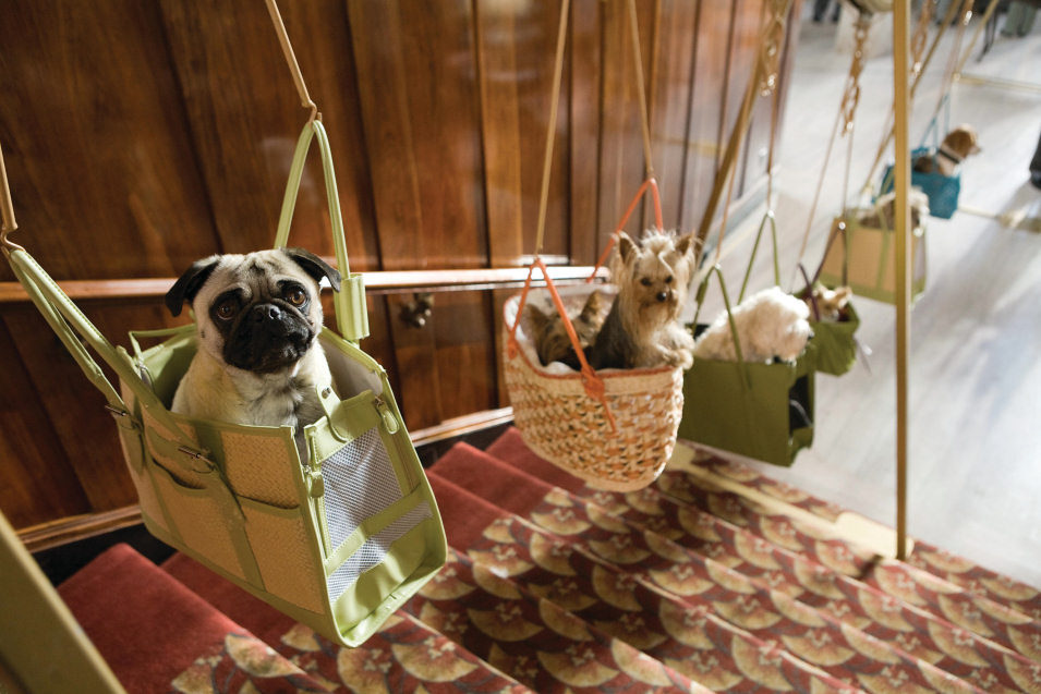Hotel para perros