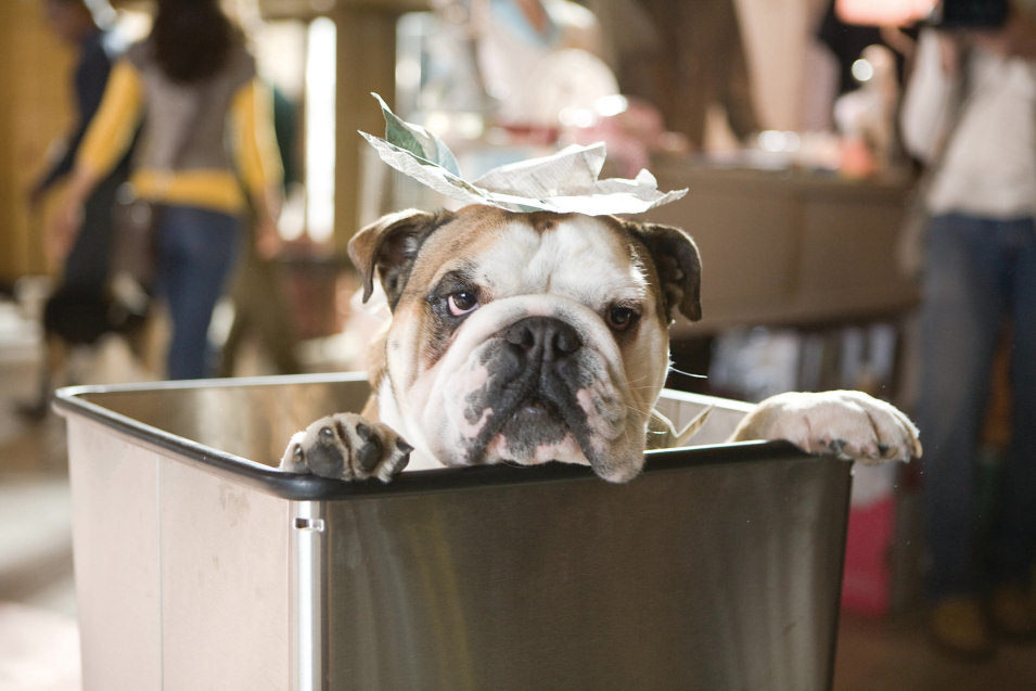 Hotel para perros