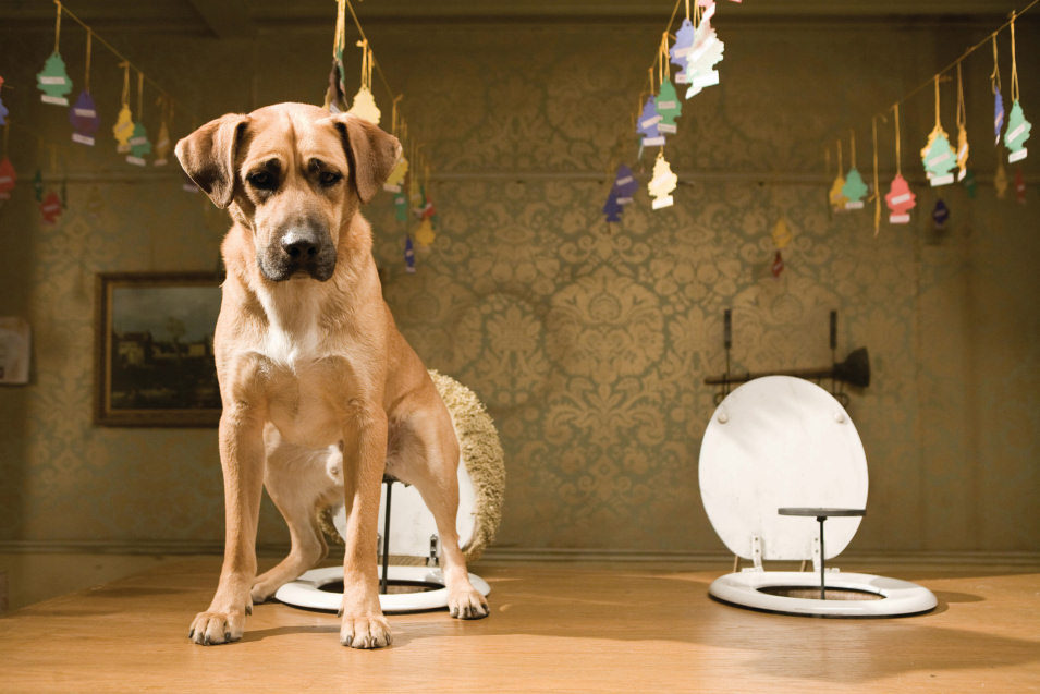 Hotel para perros