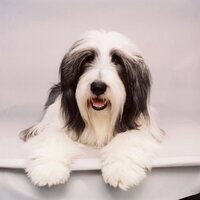 Cariño, estoy hecho un perro