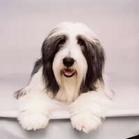 Cariño, estoy hecho un perro