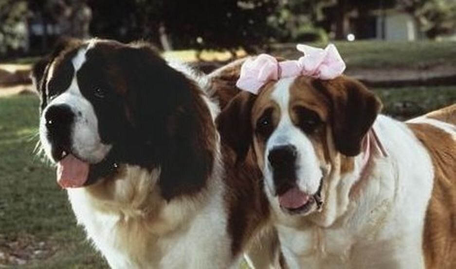 Beethoven 2, la familia crece