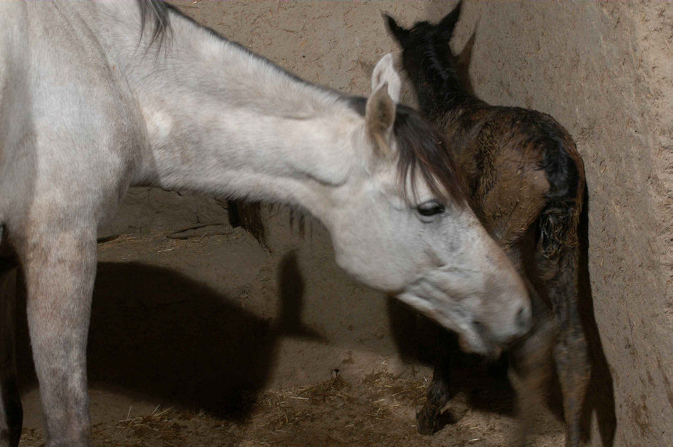 El caballo de dos piernas