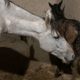 El caballo de dos piernas