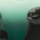 Katak, la pequeña ballena blanca