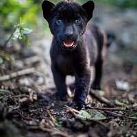 Emma y el jaguar negro