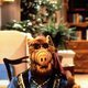 Alf