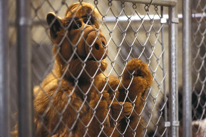 Alf